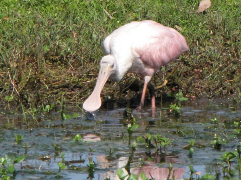 Photos Grape Hammock