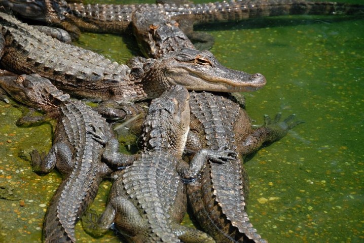 When Are Alligators Most Active?